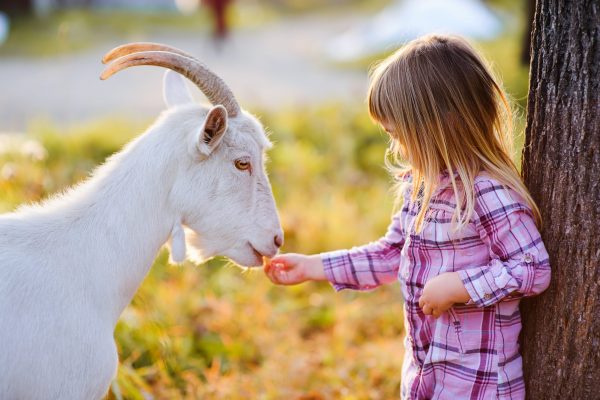 Cute,Little,Kid,Feeding,A,Goat,At,Farm